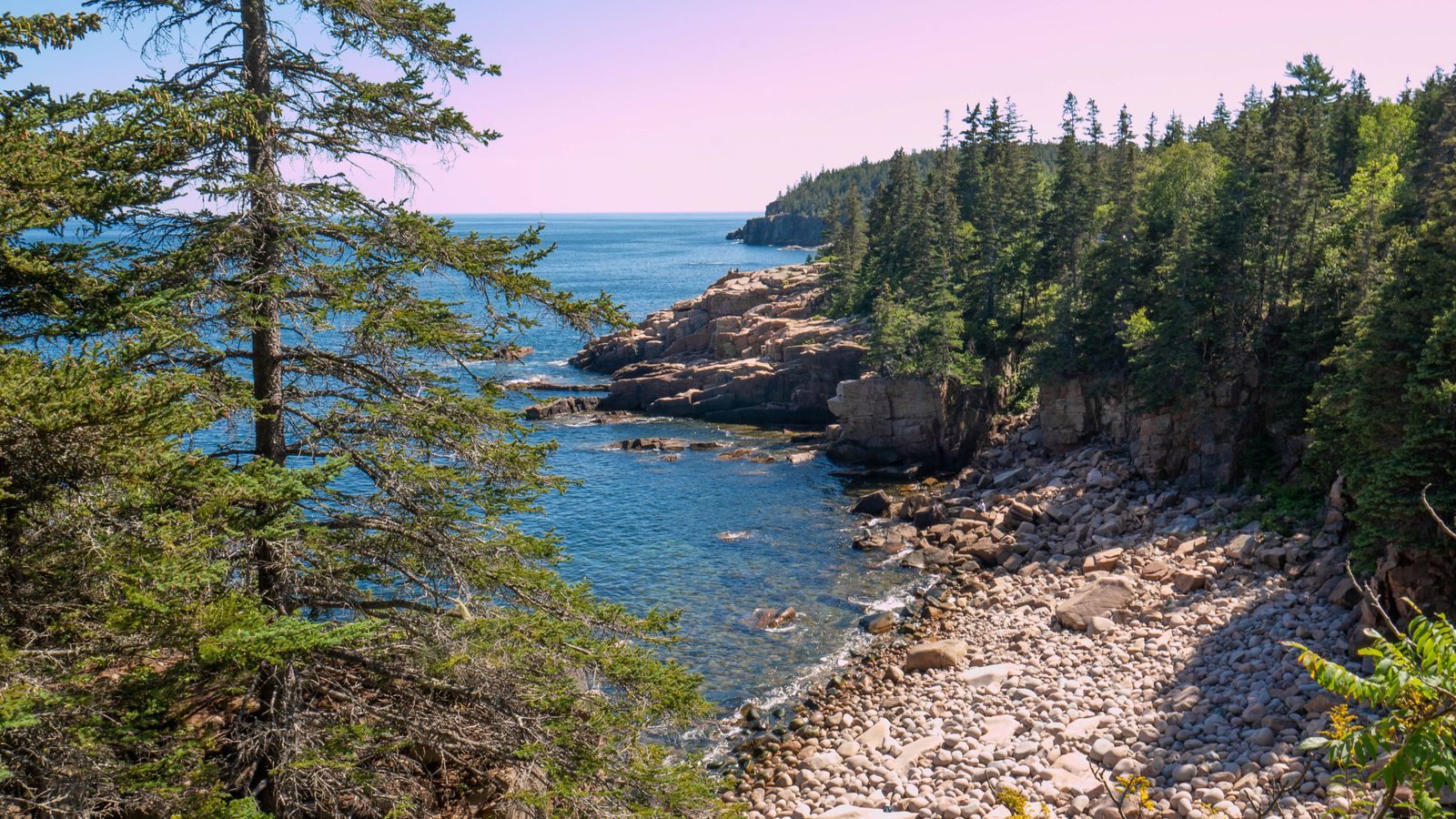 Pine trees above the rocky coastline of Maine on a clear day